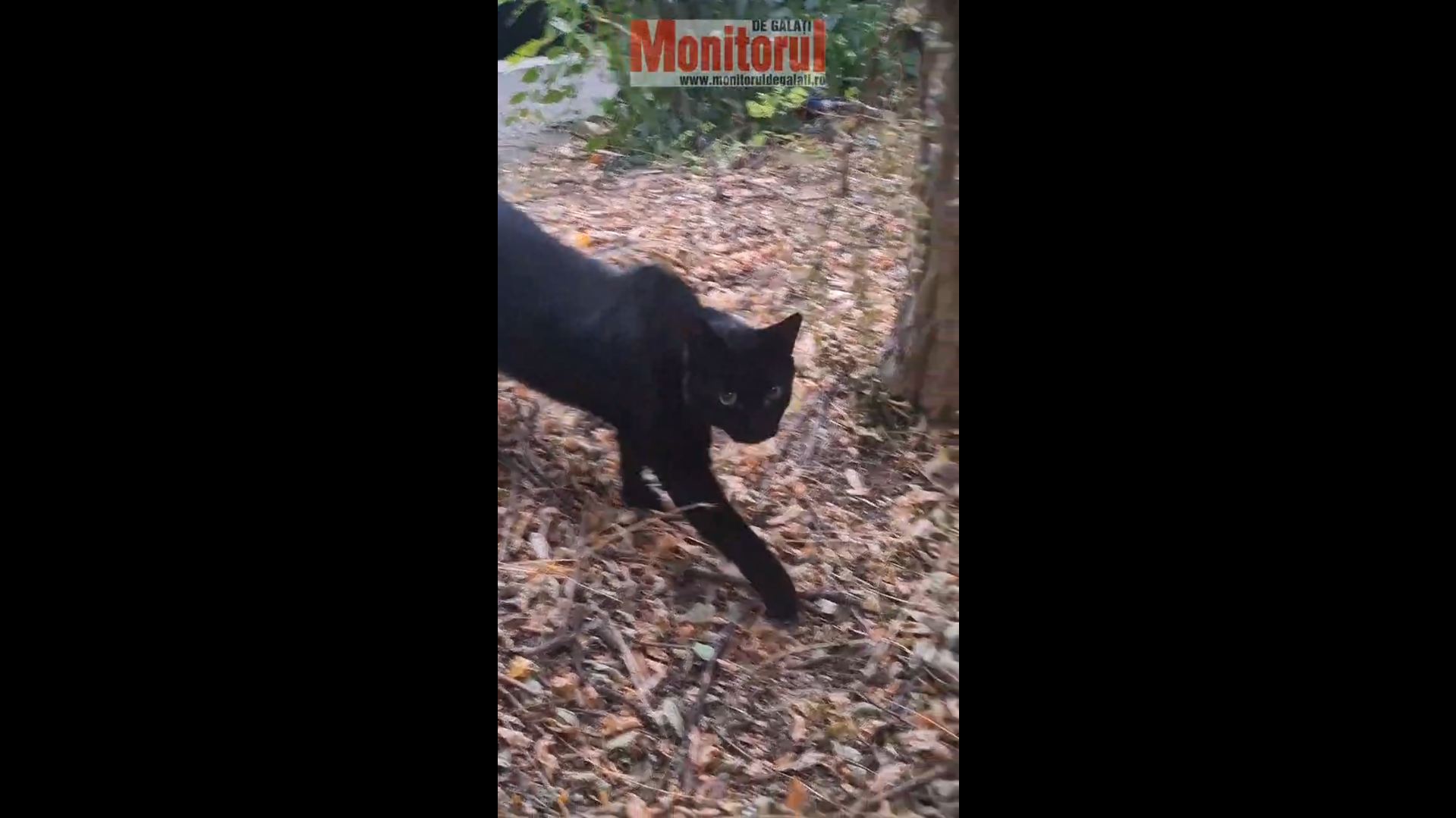 VIDEO: Gălăţeni, mare grijă! A fost filmată pantera neagră la noi în oraş - Pamflet