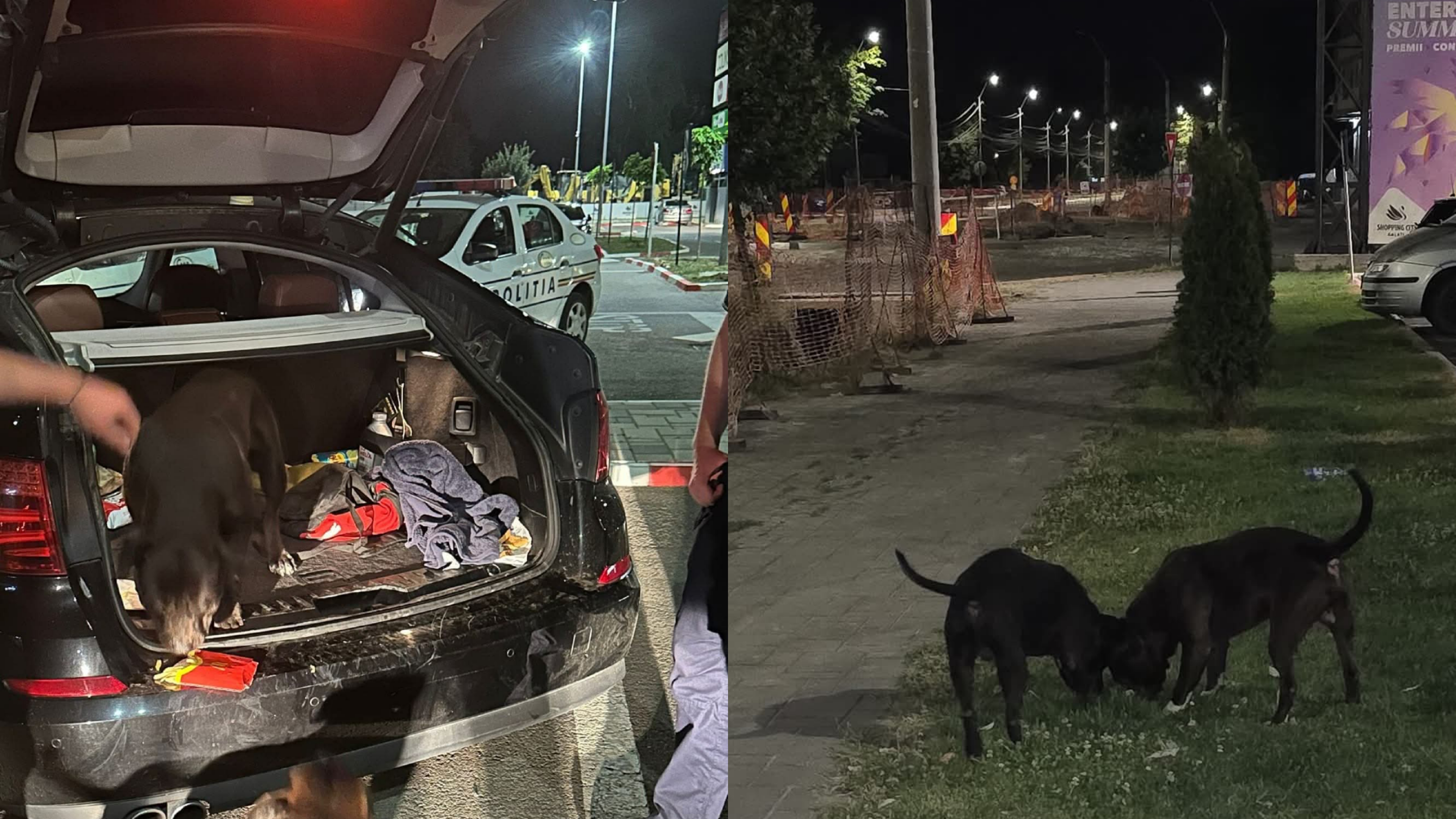 Incident inedit la Galați, în toiul nopții: Doi câini Amstaff s-au urcat singuri în portbagajul mașinii sale - FOTO