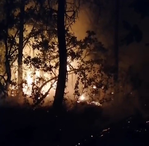 VIDEO: Nou incendiu de vegetaţie la Tulcea, la fondul forestier din zona Mănăstirii Cocoş - UPDATE