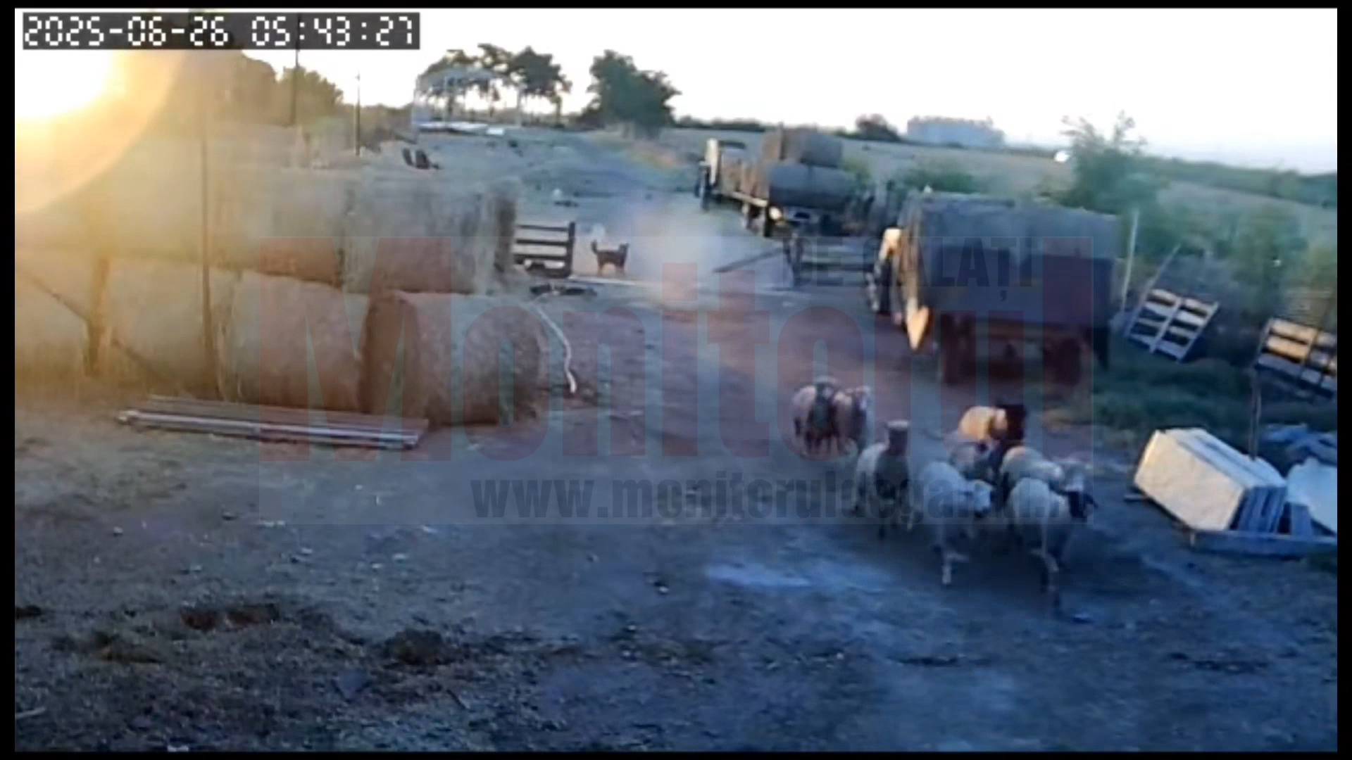 VIDEO: Maidanezi înfometați atacă din ce în ce mai des în comuna Tudor Vladimirescu, din Brăila