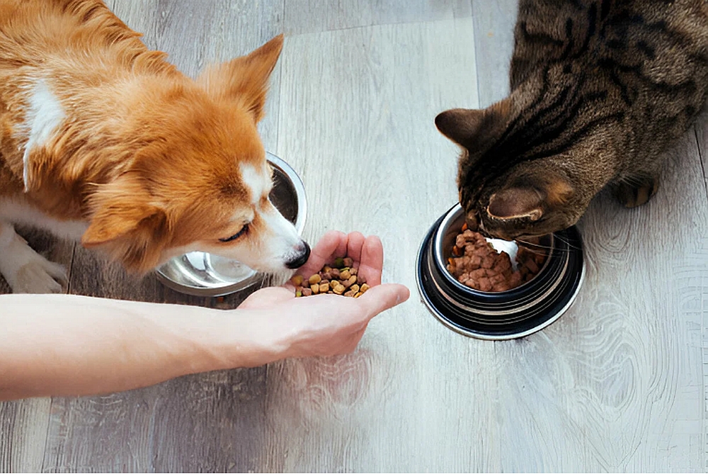 Pericolul toxiinfecţiilor alimentare la animale: vara creşte riscul contaminării hranei pentru câini şi pisici