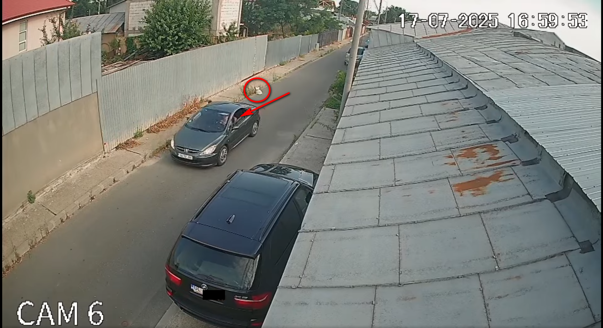 VIDEO: Căţeluşi abandonaţi pe stradă, din maşină! Şoferiţa, din Galaţi, amendată de poliţie
