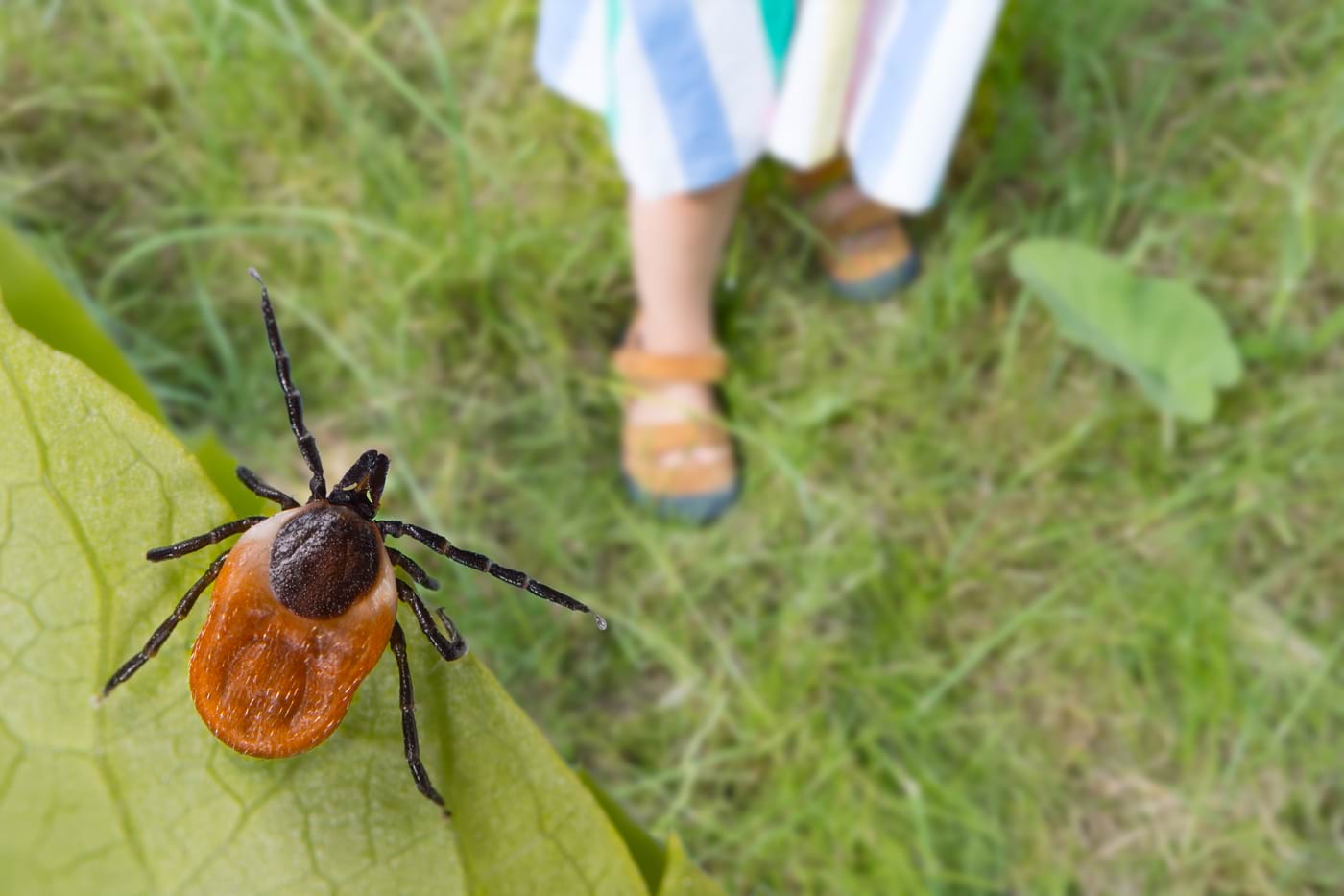 De luni, o nouă etapa de dezinsecţie în Galaţi