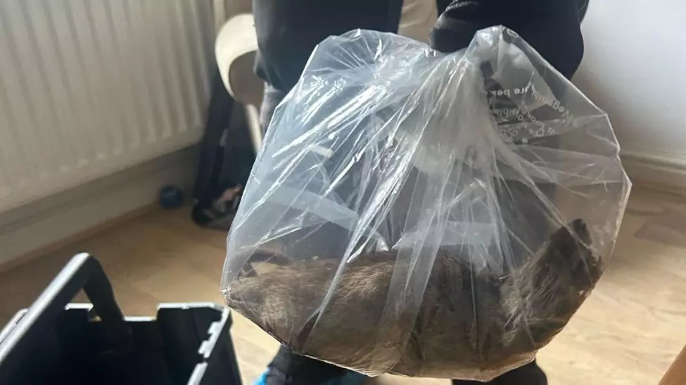 Şobolan uriaş, cât o pisică, descoperit într-o casă din Marea Britanie