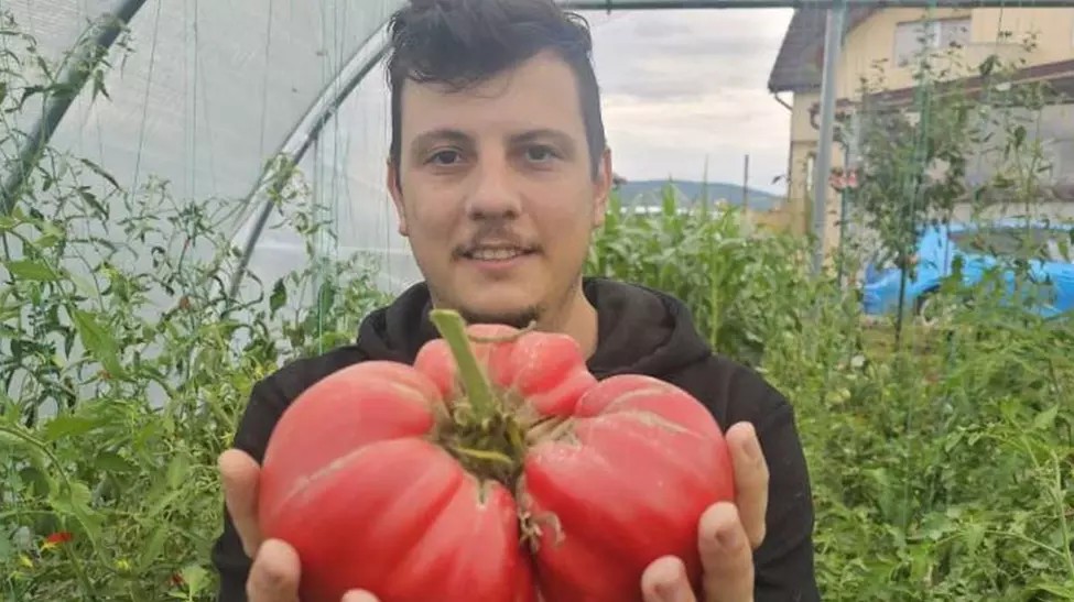 „Crăiasa de Galaţi”: Roşia uriaşă care bate recordul în România