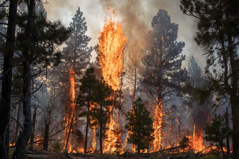 Incendiile forestiere agravează poluarea aerului, potrivit Organizaţiei Meteorologice Mondiale