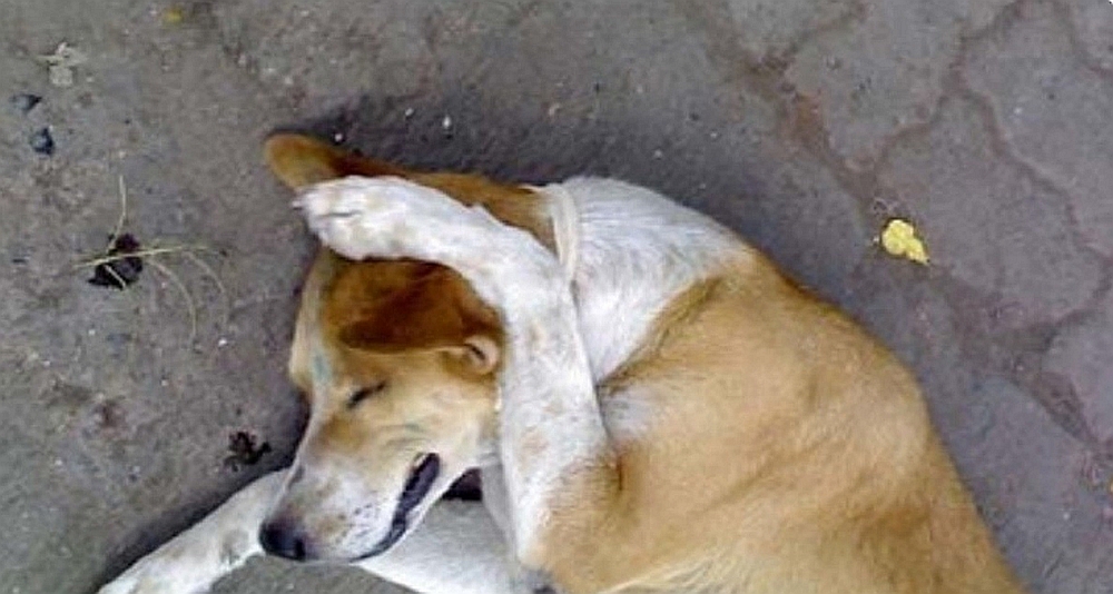 Vacarmul invizibil: Cum afectează zgomotul uman animalele din întreaga lume