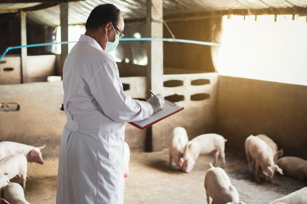 Producătorii de carne de porc cer soluţii urgente pentru criza generată de pesta porcină africană