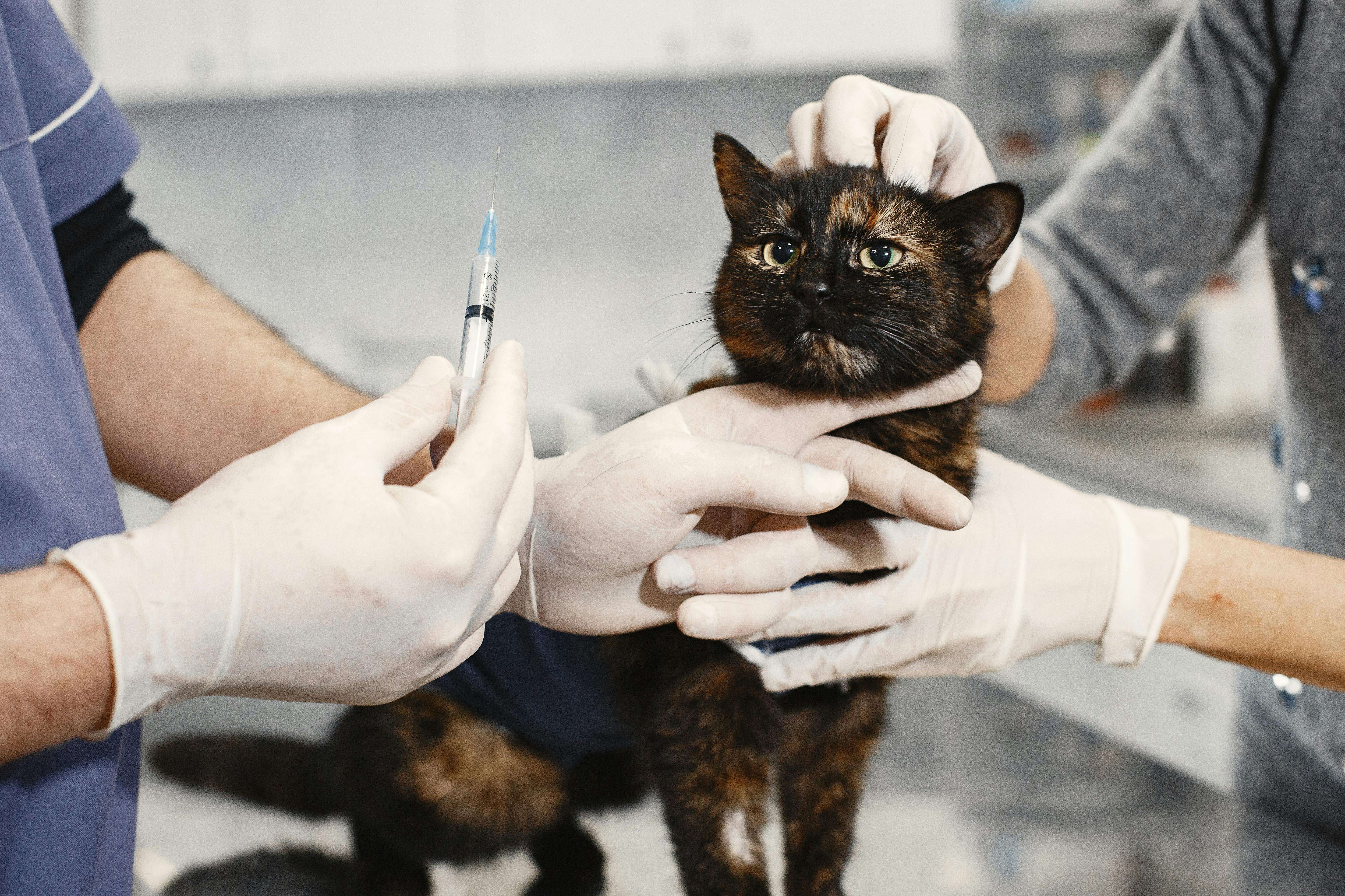 Bolile infecţioase decimează populaţia de pisici – apel urgent la vaccinare în masă