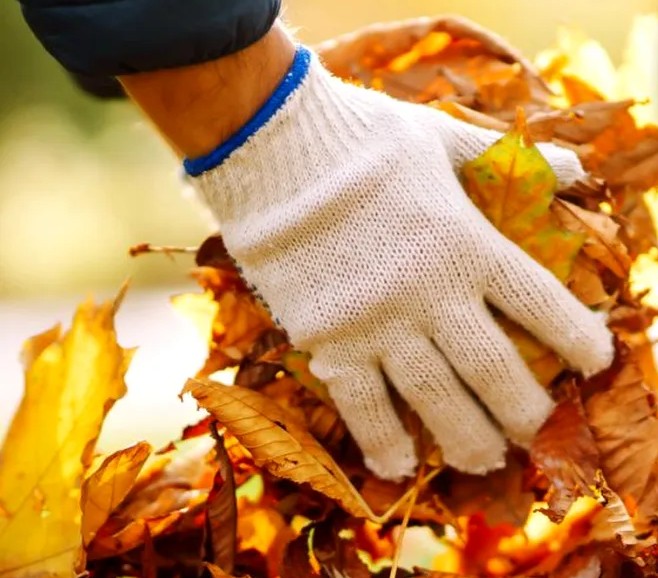 SP Ecosal strânge gratuit frunzele adunate de gălăţeni din curţi