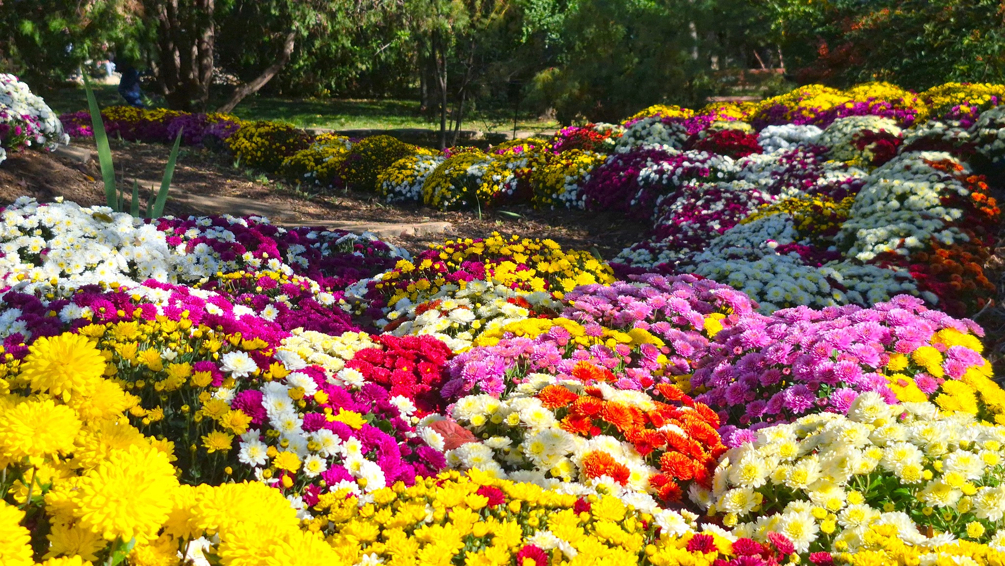 Peste 2.000 de crizanteme aşteaptă să fie admirate în Grădina Botanică Galaţi