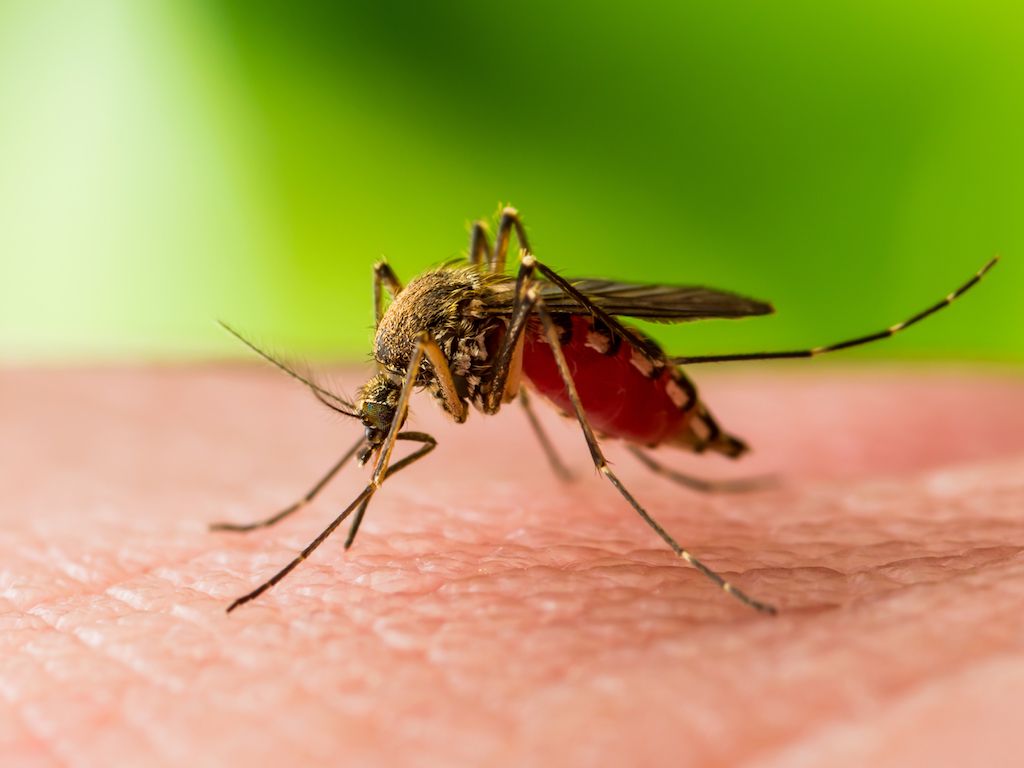 49 de cazuri de infecţie cu virusul West Nile în România, trei decese raportate