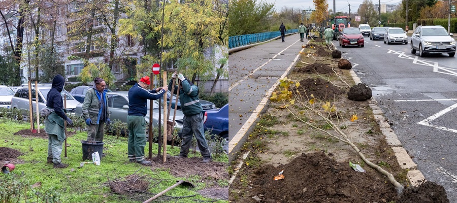 FOTO: Se plantează la Galaţi! 1.200 de noi copaci, în diferite zone din oraş - LISTĂ