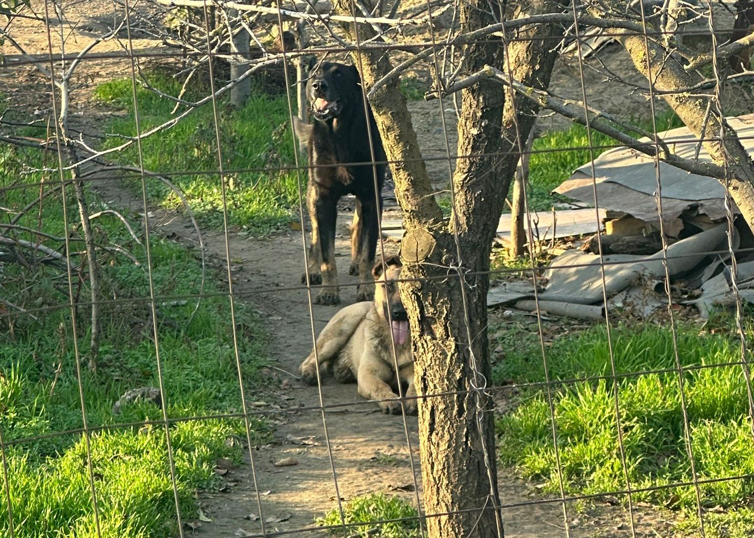 Galaţi: Câinii vecinului i-au omorât păsările din curte