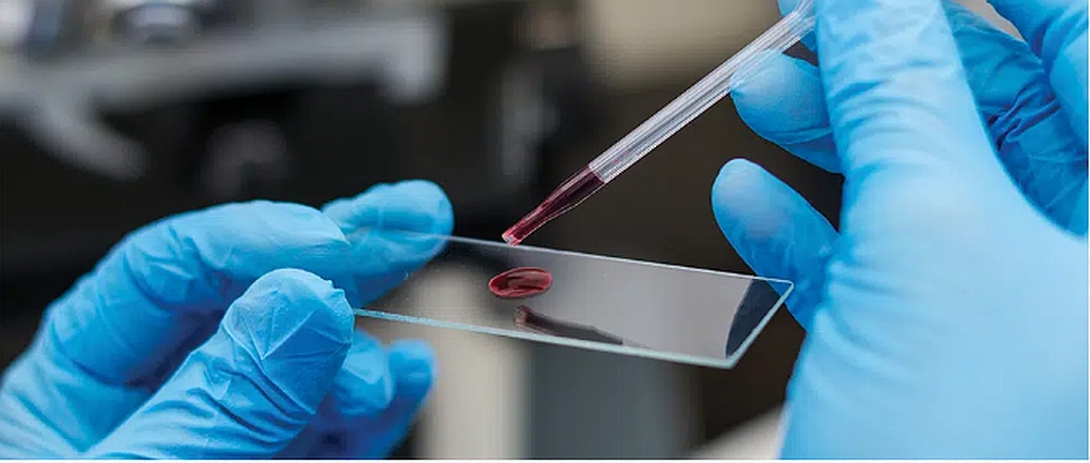 Analizele de sânge la animale de companie: de ce sunt importante?