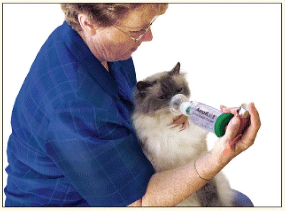 Bronşita la pisici: Semne, cauze. Când să mergi la veterinar